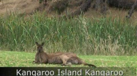 Kangaroo_Island