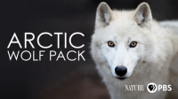 Nature__Arctic_Wolf_Pack