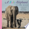 A_baby_elephant_in_the_wild